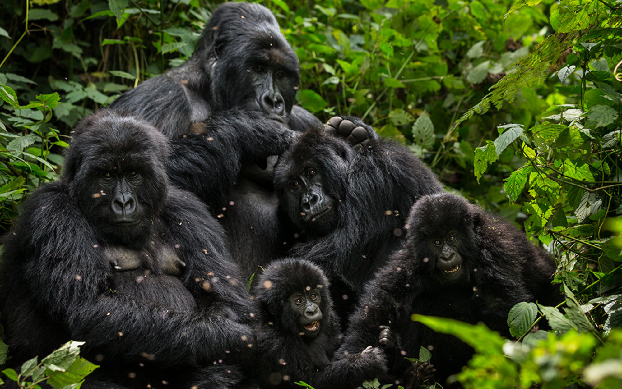 Gorilla Safari