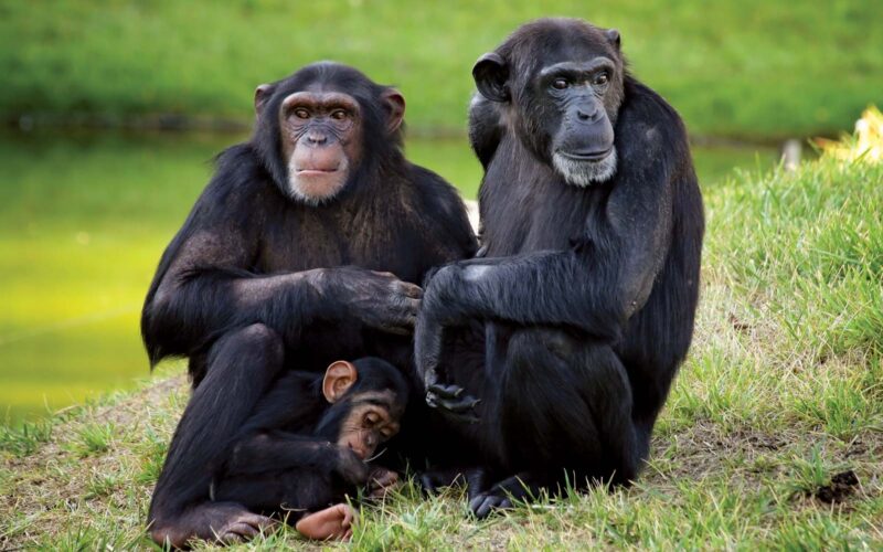 Uganda Primate Tracking Safari Uganda Primate Tracking Safari