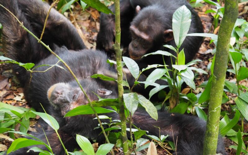 5 Days Uganda Primate Habituation Safari 5 Days Uganda Primate Habituation Safari