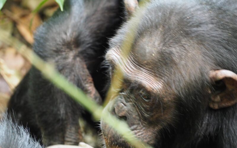 Chimpanzee Safari Chimpanzee Safari