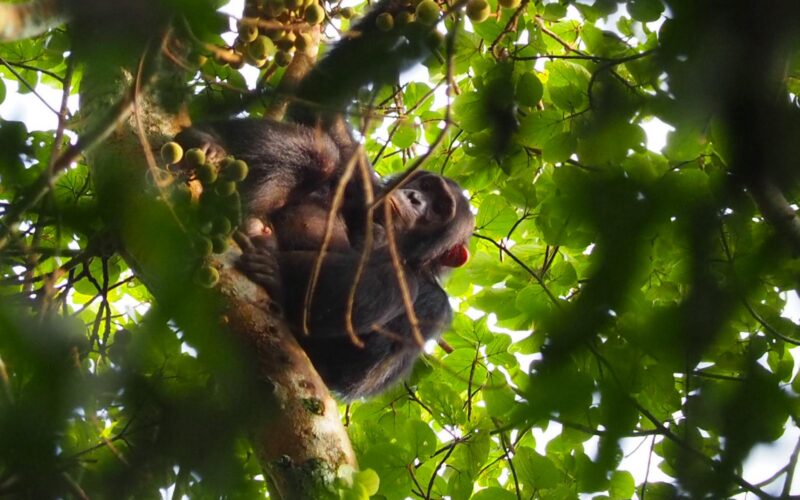 7 Days One Week Rwanda Tour 7 Days One Week Rwanda Tour