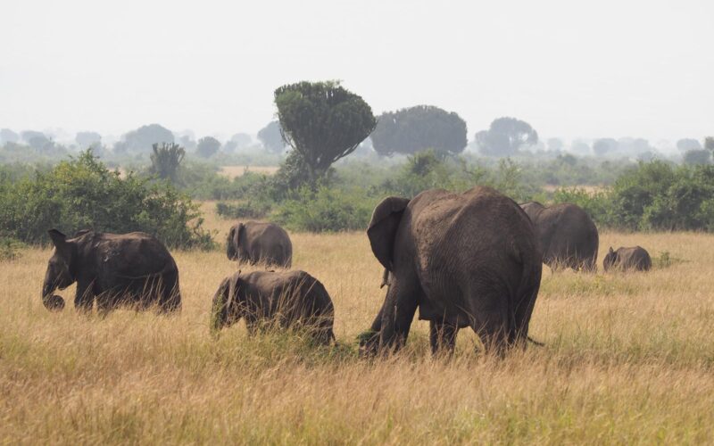6-Day Magnificent Best of Kenya Safari 6-Day Magnificent Best of Kenya Safari