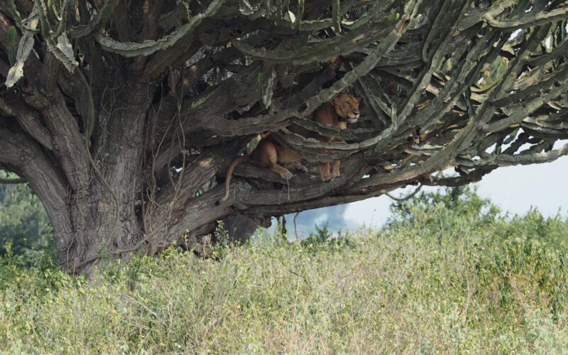 5-Day Ultimate Burundi Safari 5-Day Ultimate Burundi Safari