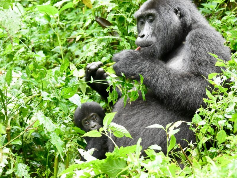 4-Day Rwanda Tracking Gorillas and Chimps Tour 4-Day Rwanda Tracking Gorillas and Chimps Tour