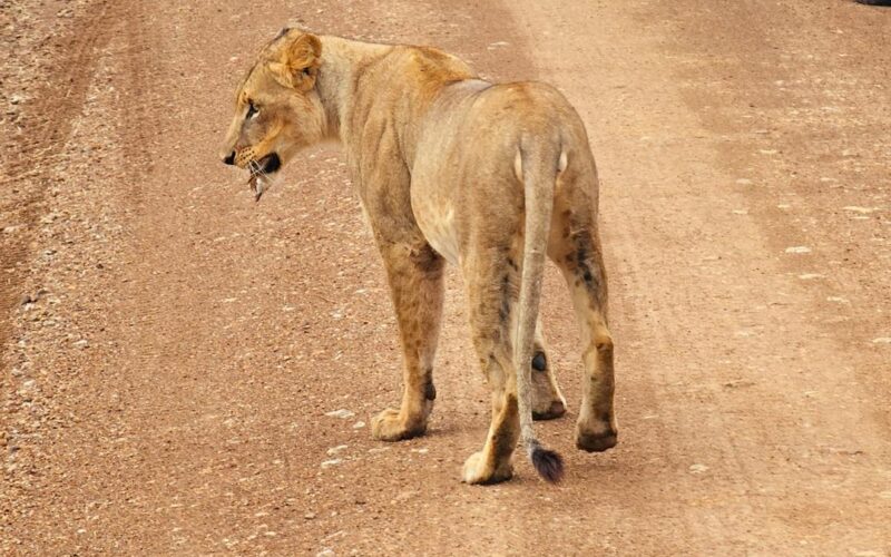 3 Days Murchison Uganda Big Five Safari 3 Days Murchison Uganda Big Five Safari