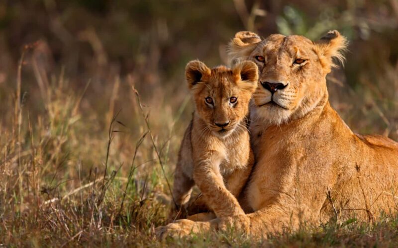 Africa Safari Experiences Africa Safari Experiences