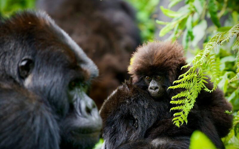 7-Day Rwanda Gorilla Tour and Wildlife Safari 7-Day Rwanda Gorilla Tour and Wildlife Safari