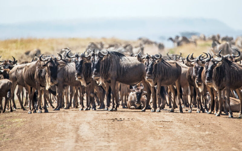 7-Day Tanzania Wildlife Safari 7-Day Tanzania Wildlife Safari