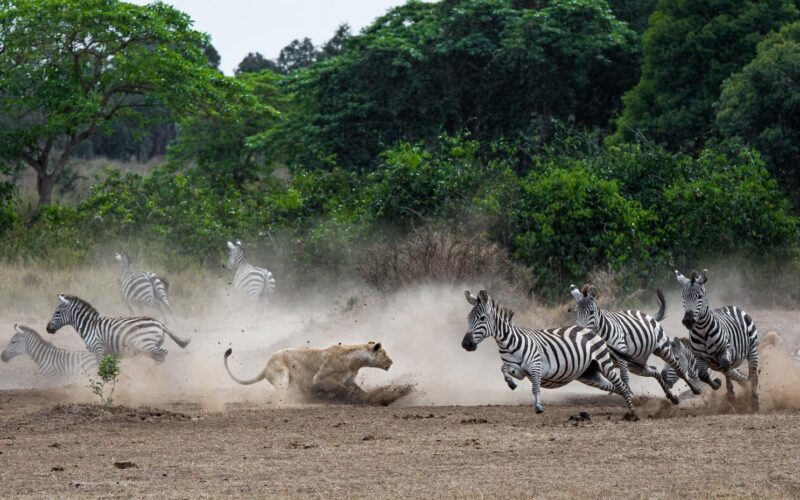 7-Day Tanzania Wildlife Wonders Experience Tour 7-Day Tanzania Wildlife Wonders Experience Tour