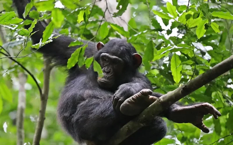 Chimpanzee Tracking Safaris Chimpanzee Tracking Safaris