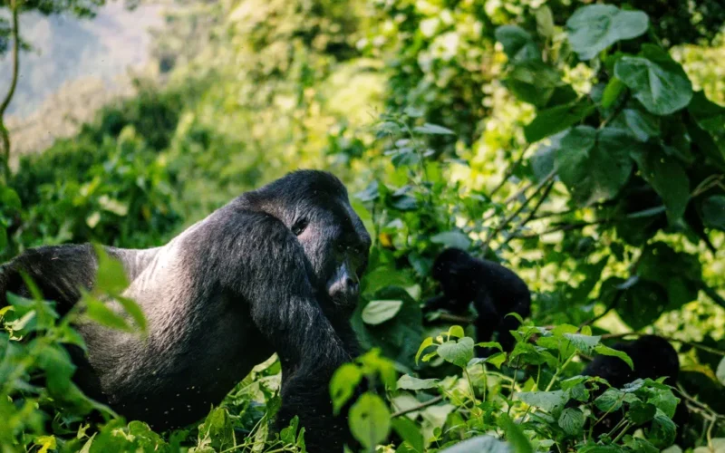 Gorilla Safari Gorilla Safari
