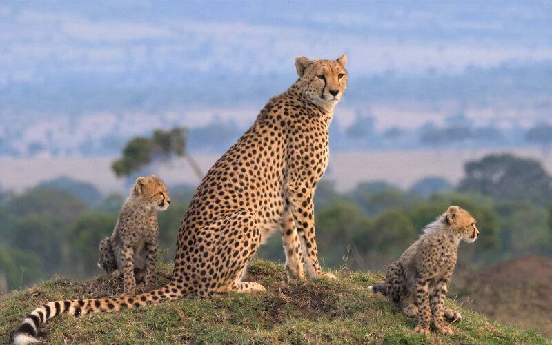 Africa Safari Packages Africa Safari Packages