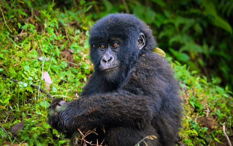 8 Days Rwanda Uganda Primates Safari 8 Days Rwanda Uganda Primates Safari