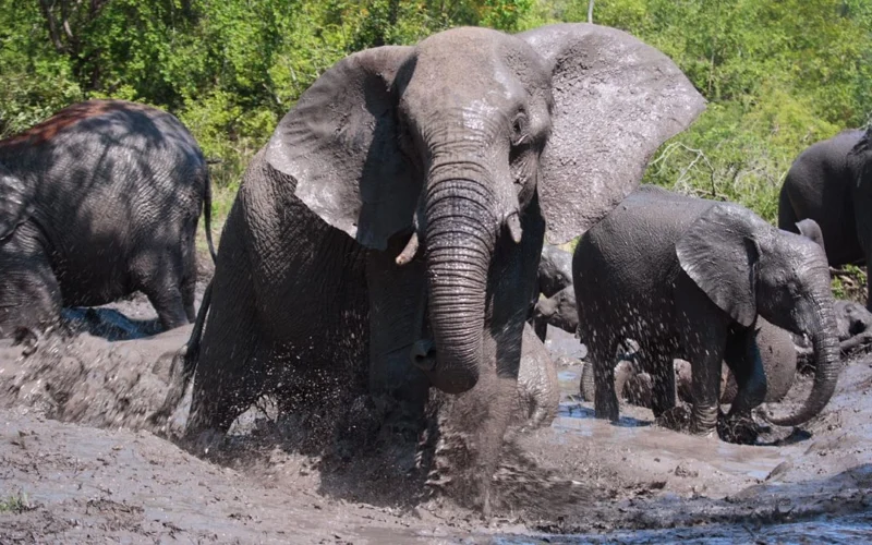 9-Day Uganda Big Five Safari 9-Day Uganda Big Five Safari