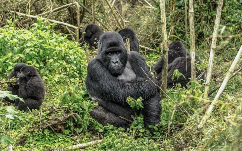 9-Day Rwanda Great Primate Expedition Safari 9-Day Rwanda Great Primate Expedition Safari