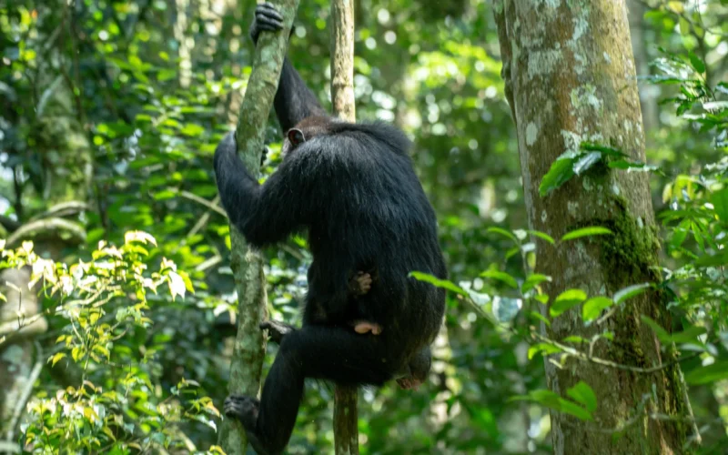 7 Days Highlights of Rwanda Safari 7 Days Highlights of Rwanda Safari