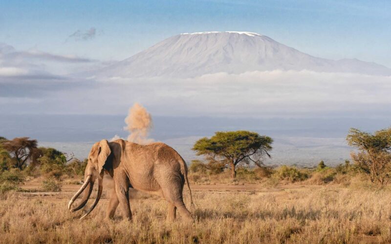 Majestic Tanzania Wildlife Luxury Safari Majestic Tanzania Wildlife Luxury Safari