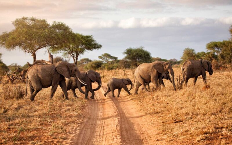 10-Day Tanzania Wildlife Safari & Zanzibar 10-Day Tanzania Wildlife Safari & Zanzibar