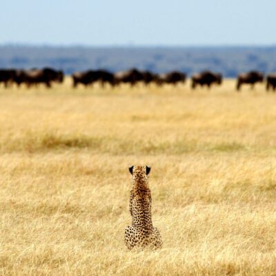 Tanzania Safaris Tanzania Safaris