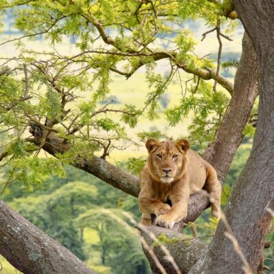 Uganda Safaris Uganda Safaris