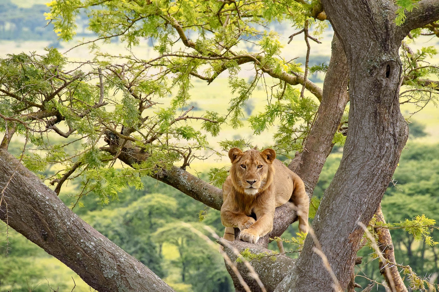 Uganda Safaris
