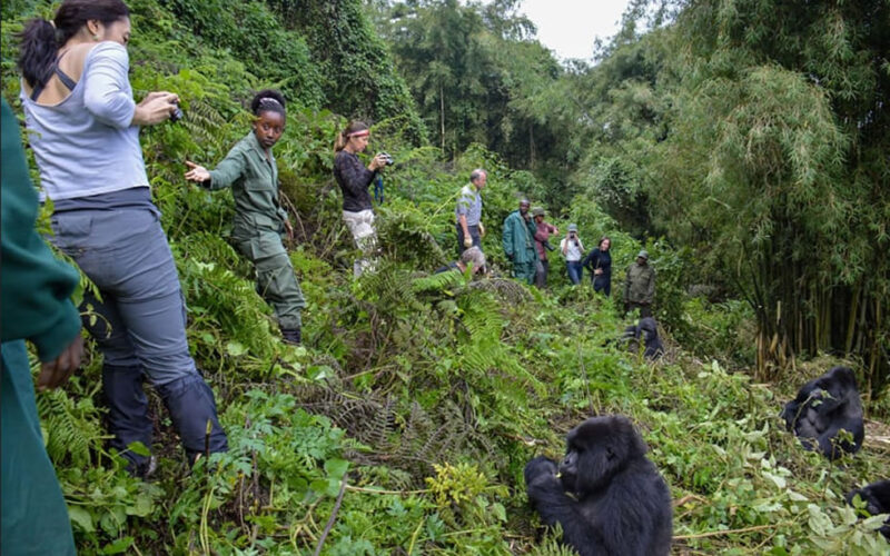 10-Day Uganda Big Five Safari & Gorilla Trekking Tour 10-Day Uganda Big Five Safari & Gorilla Trekking Tour