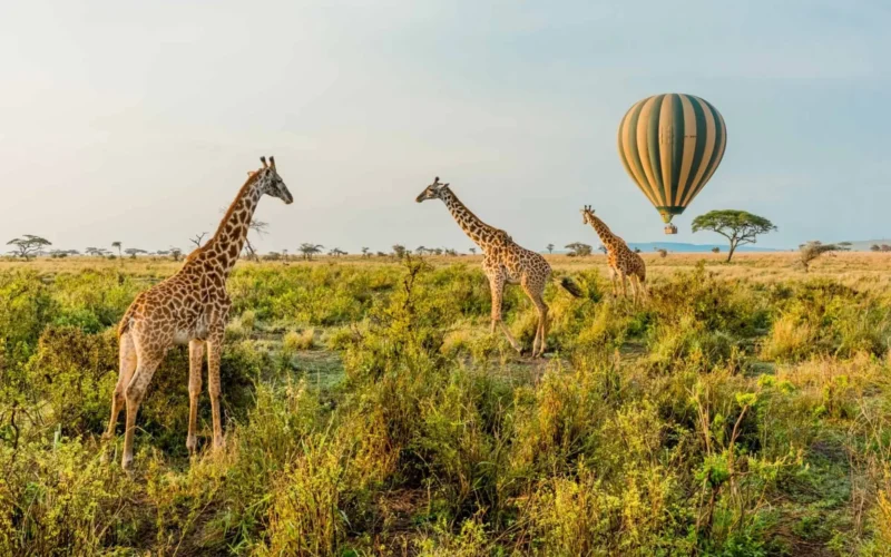 9-Day Ultimate Tanzania Wildlife Safari 9-Day Ultimate Tanzania Wildlife Safari